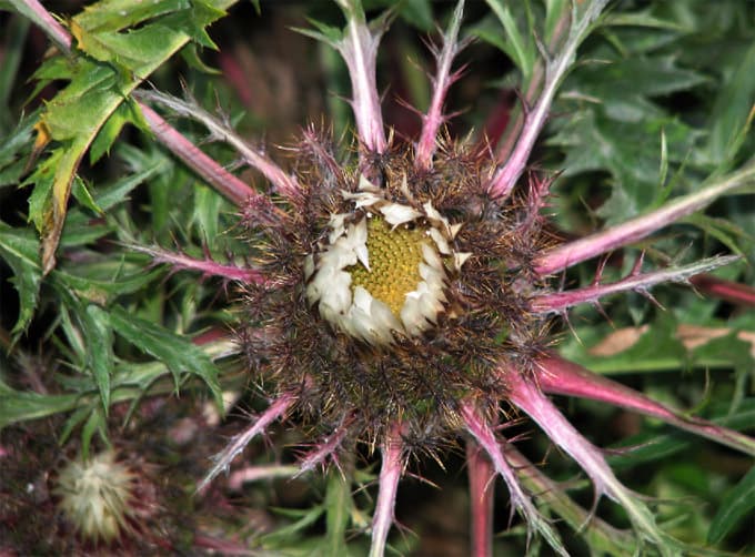 Carlina acaulis ssp. simplex Bronze Varretu keelikurohi